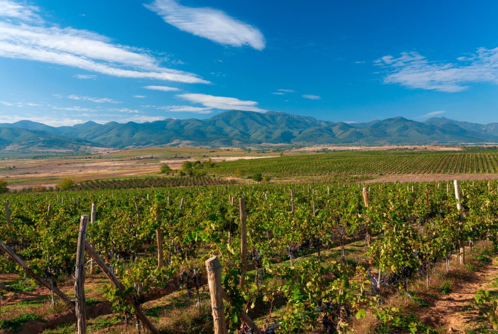 Thracian Valley Wine Discovery