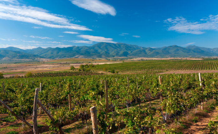 Thracian Valley Wine Discovery