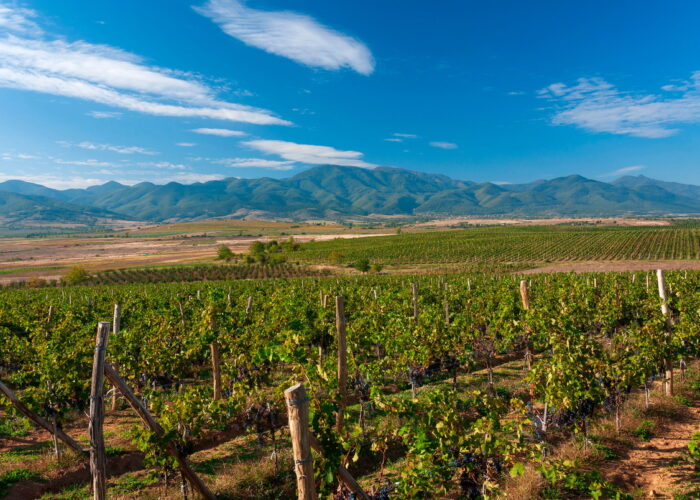 Thracian Valley Wine Discovery
